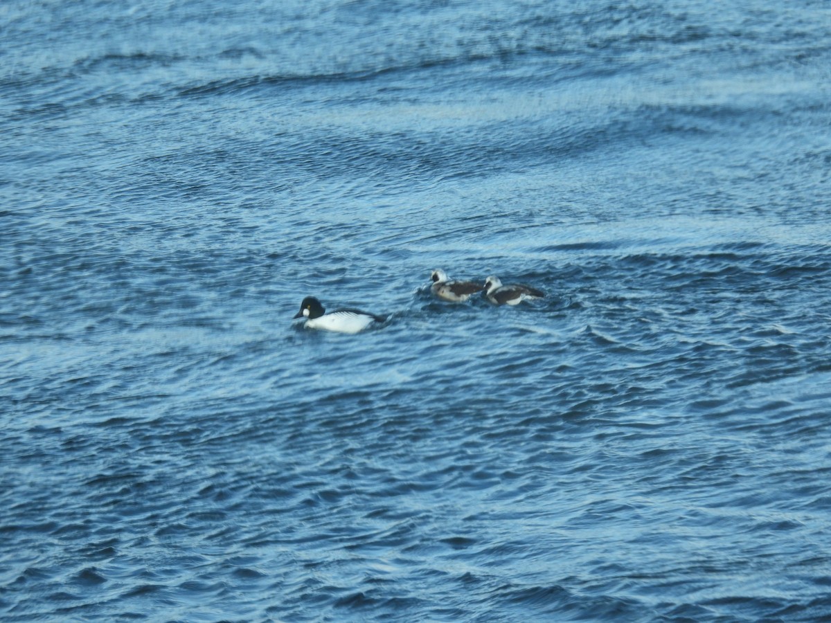 Long-tailed Duck - ML630615123