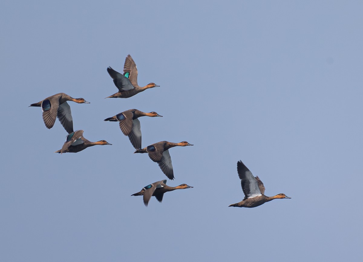 Philippine Duck - ML630615145