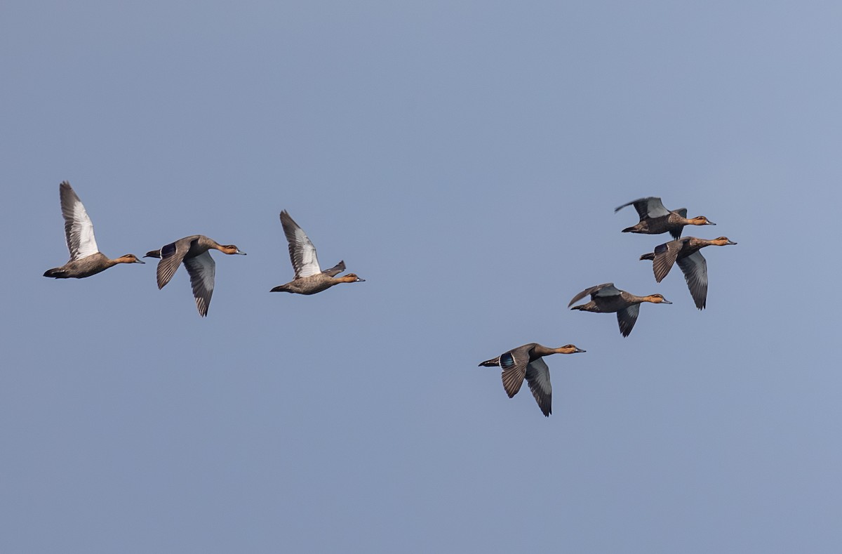 Philippine Duck - ML630615146