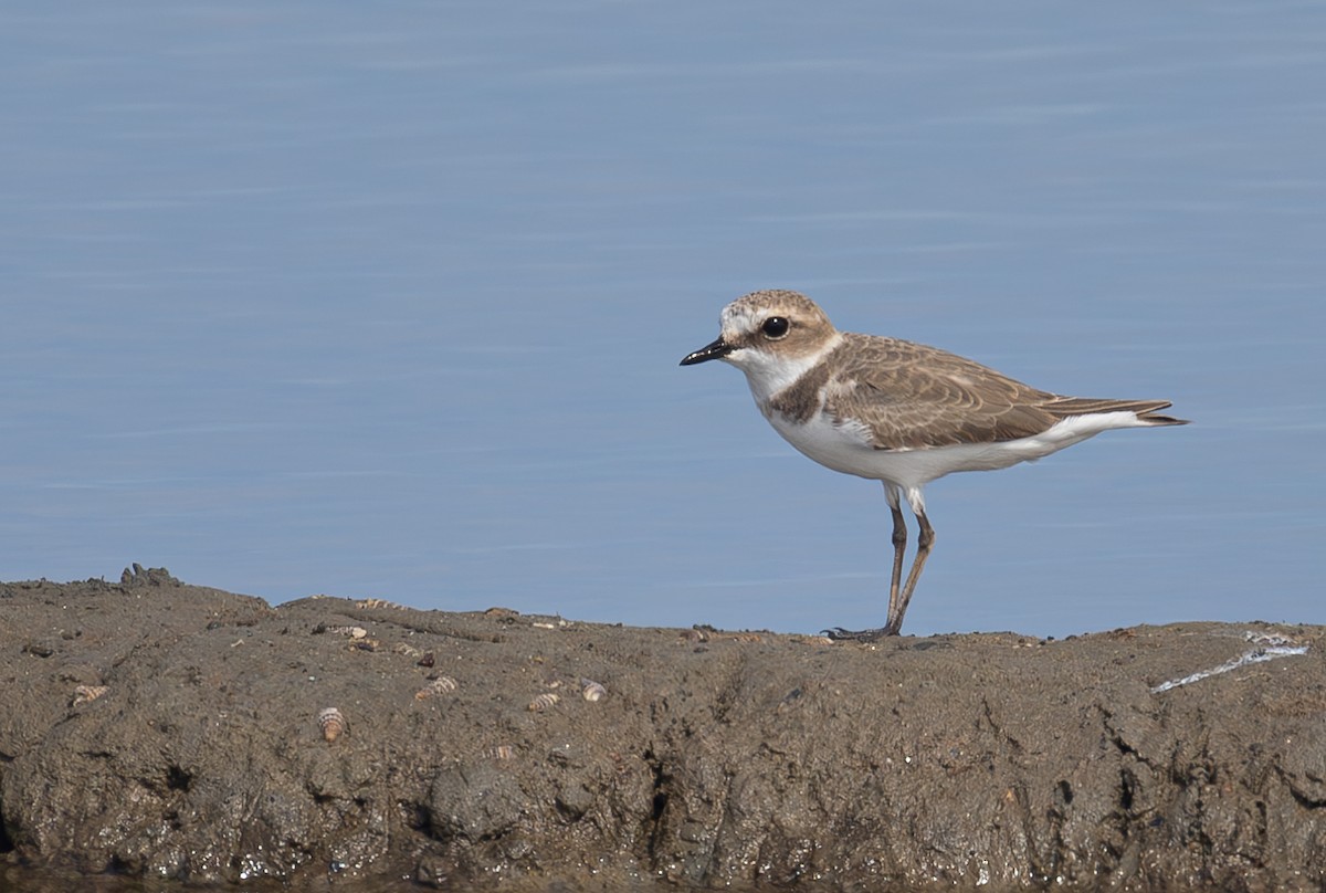 sand-plover sp. - ML630615171