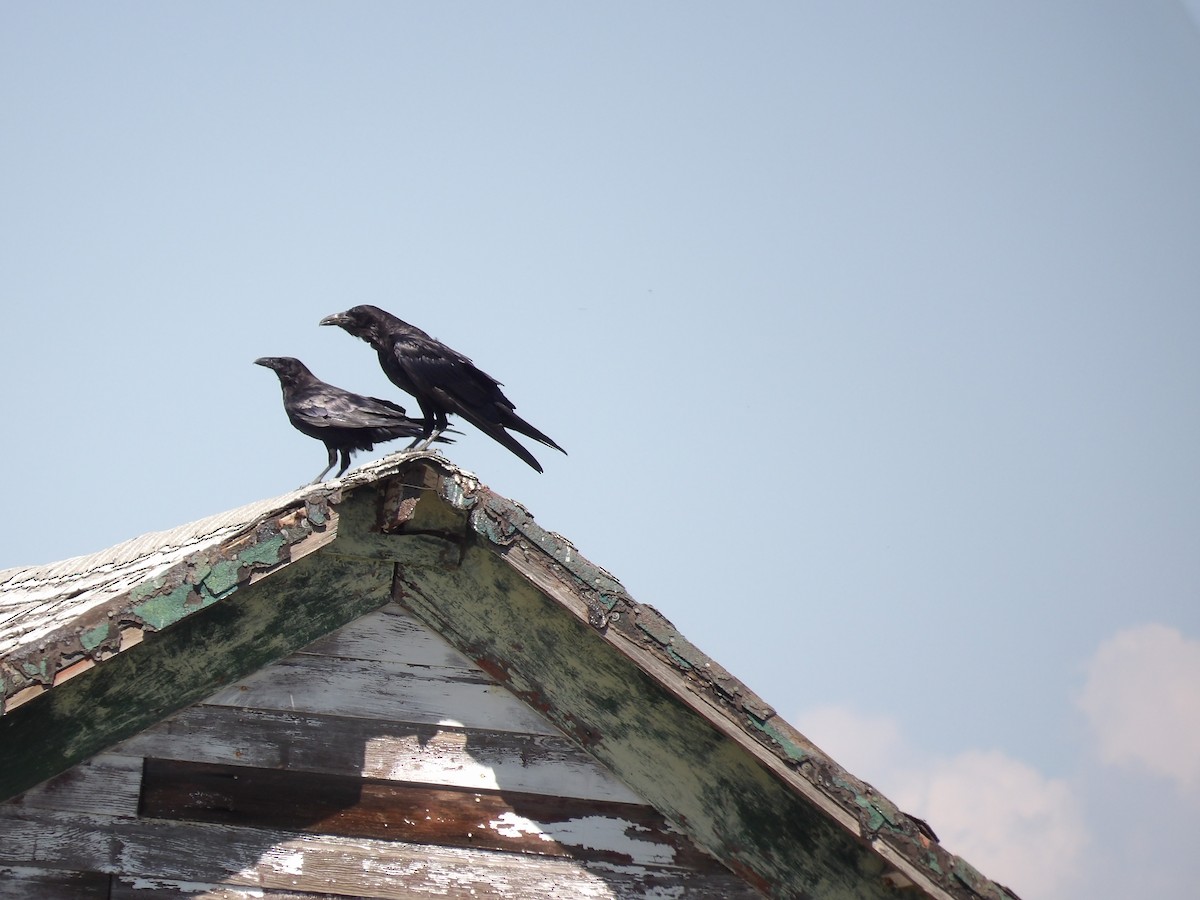 Chihuahuan Raven - ML630615360