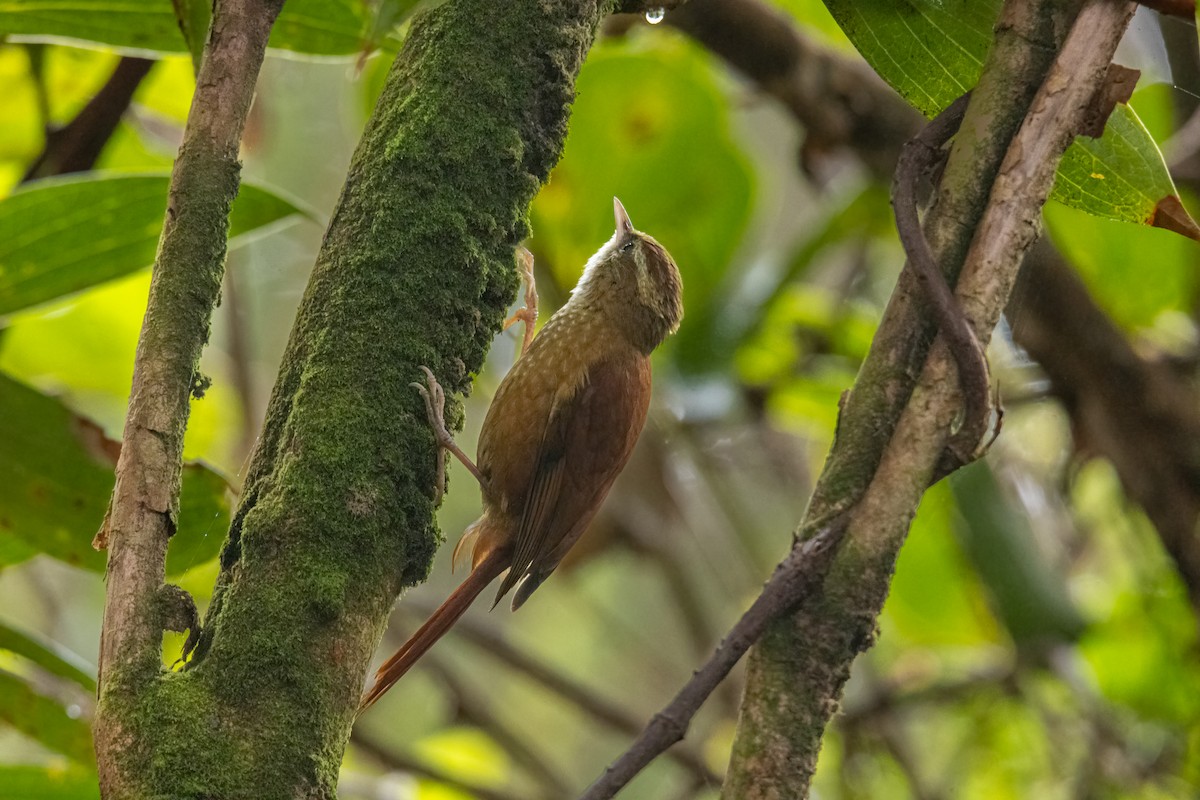 Ruddy Treerunner - ML630615426