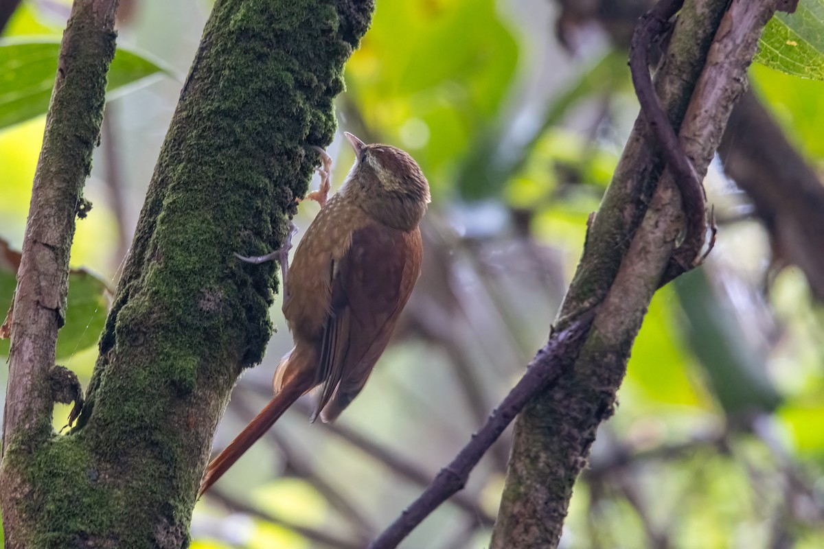 Ruddy Treerunner - ML630615427