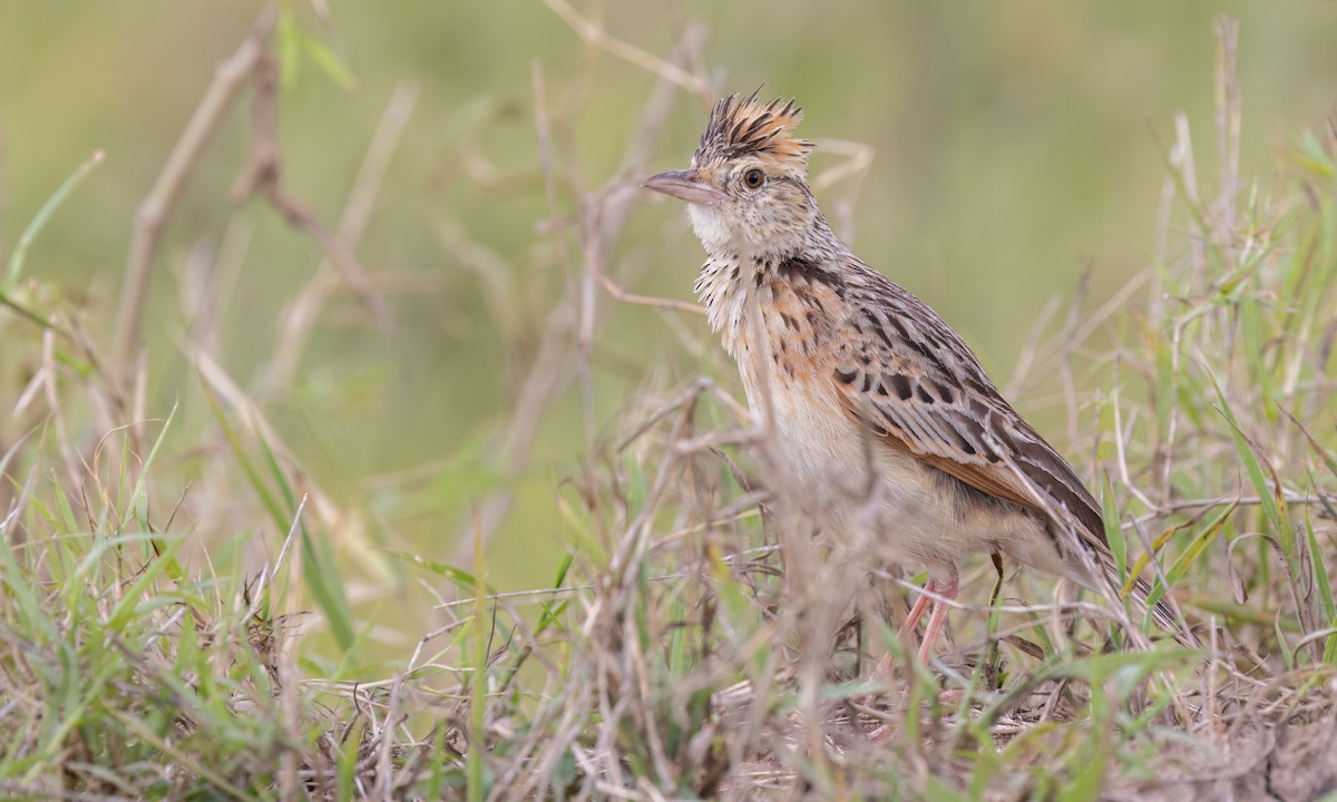 Rufous-naped Lark (Serengeti) - ML630615660