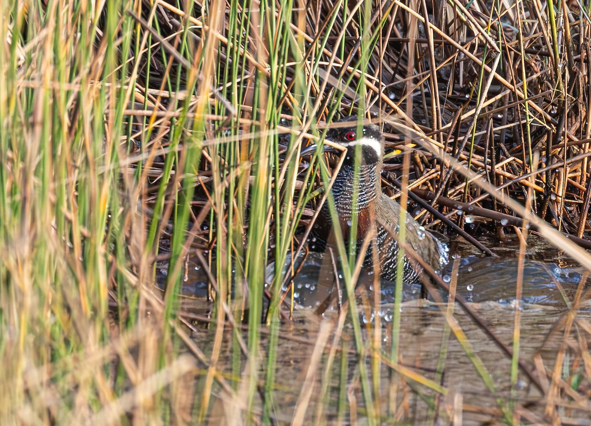 Barred Rail - ML630615931