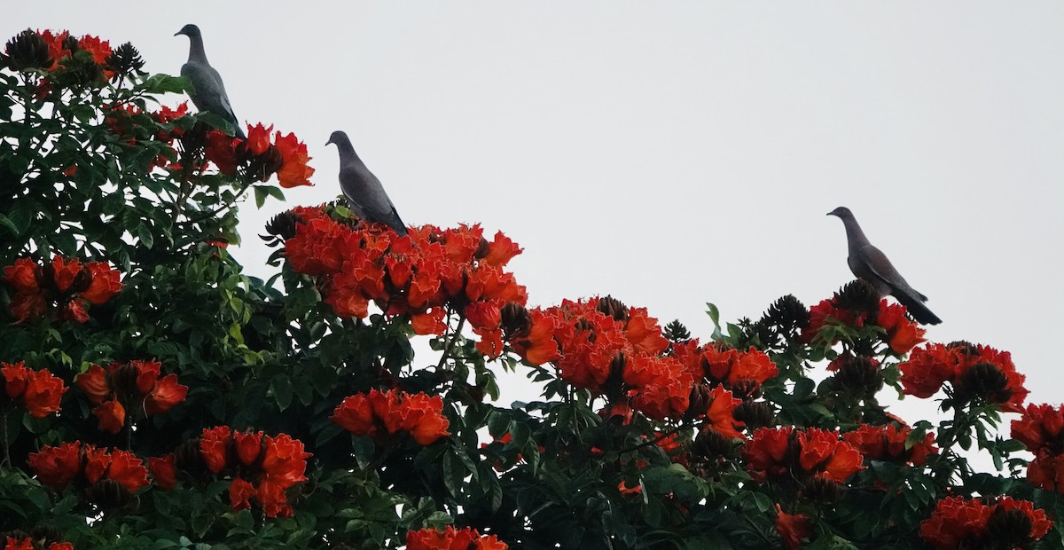 Plain Pigeon - ML630615969
