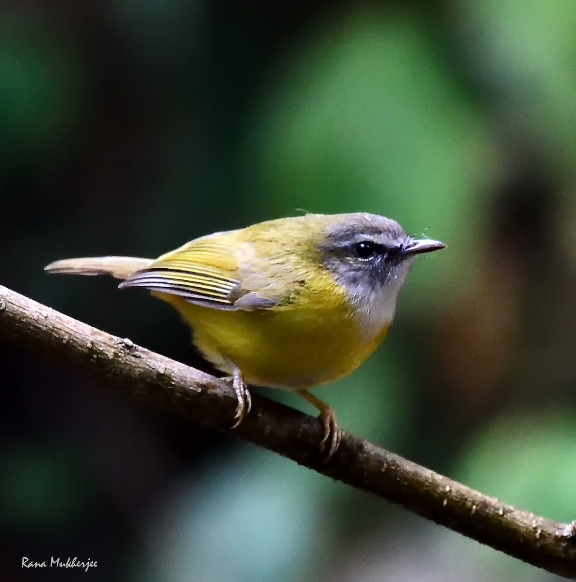 Yellow-bellied Warbler - ML630616032