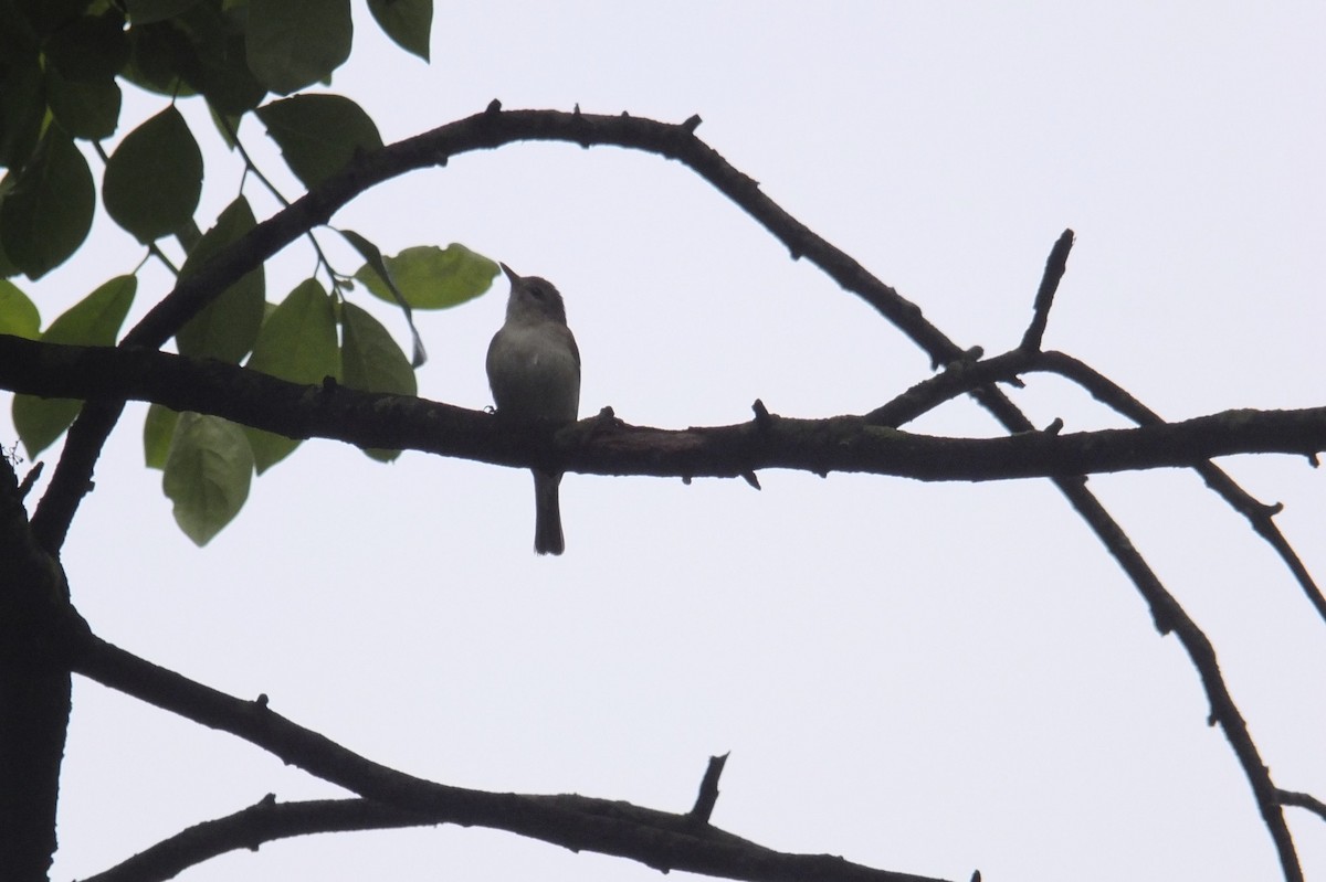 Warbling Vireo - ML63061611