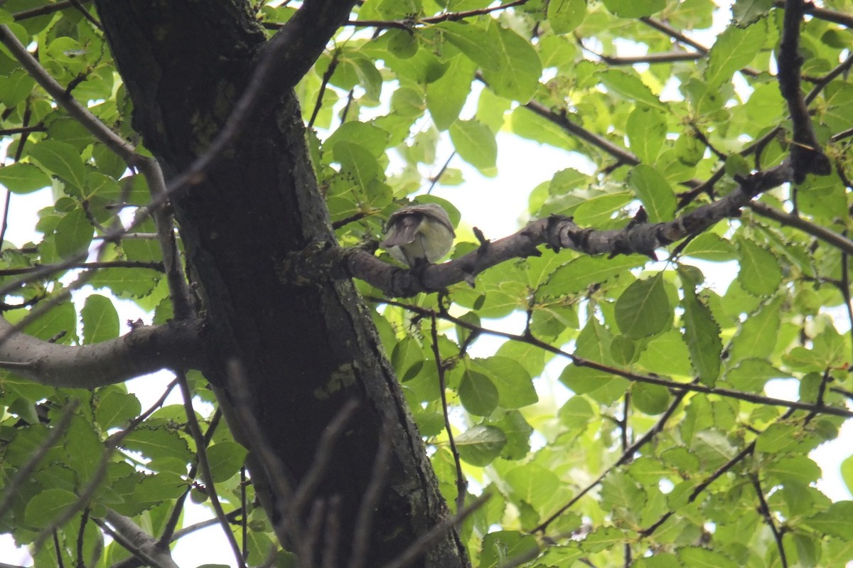 Warbling Vireo - ML63061621
