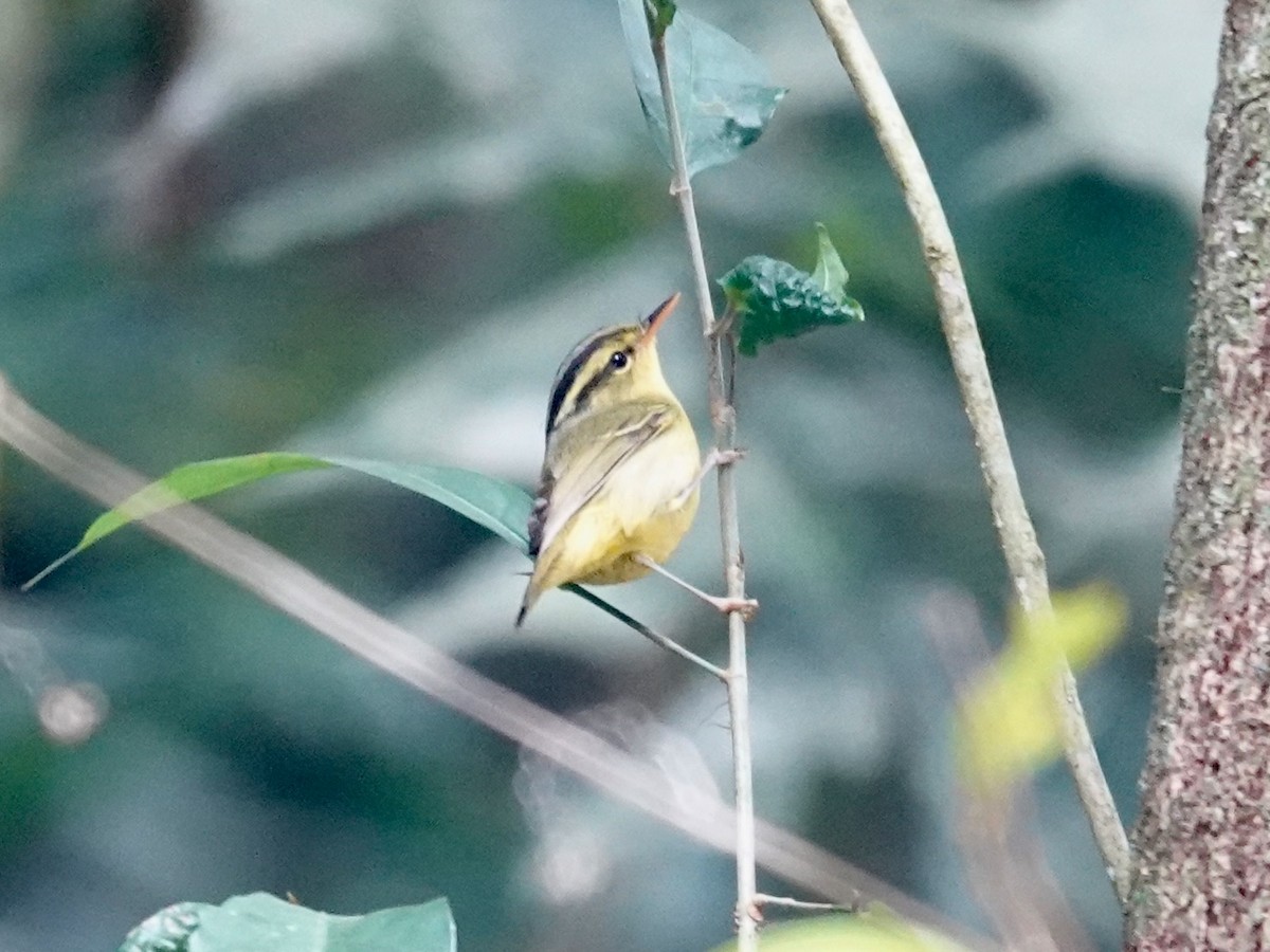 Limestone Leaf Warbler - ML630616252