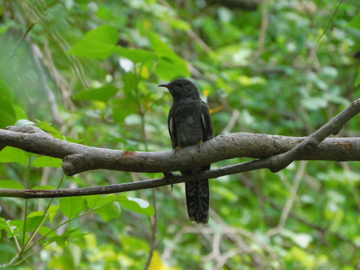 Gray-bellied Cuckoo - ML630616267