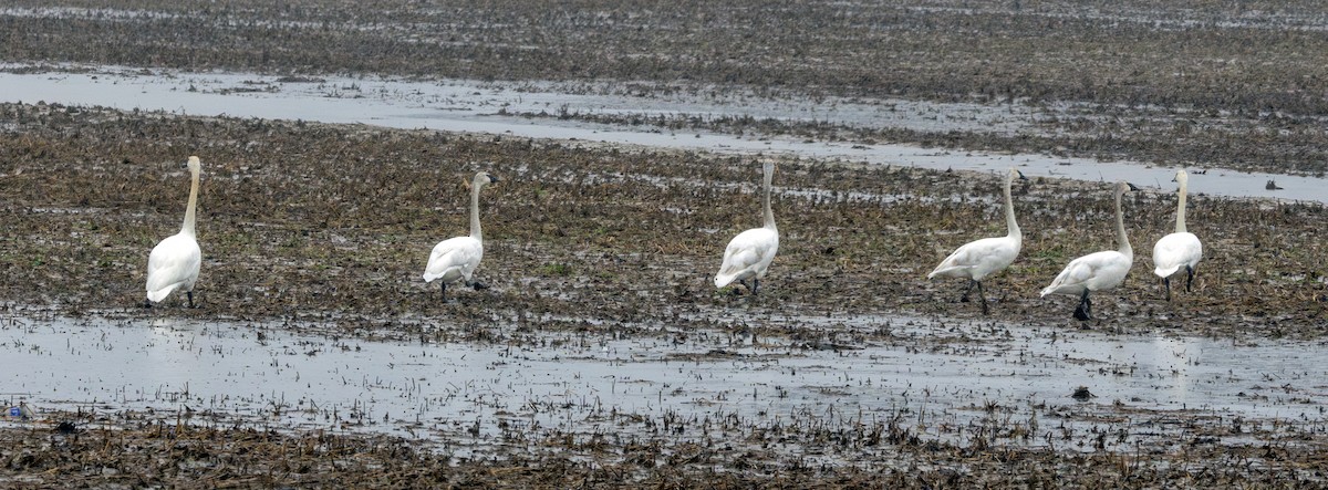 Cygne trompette - ML630616395