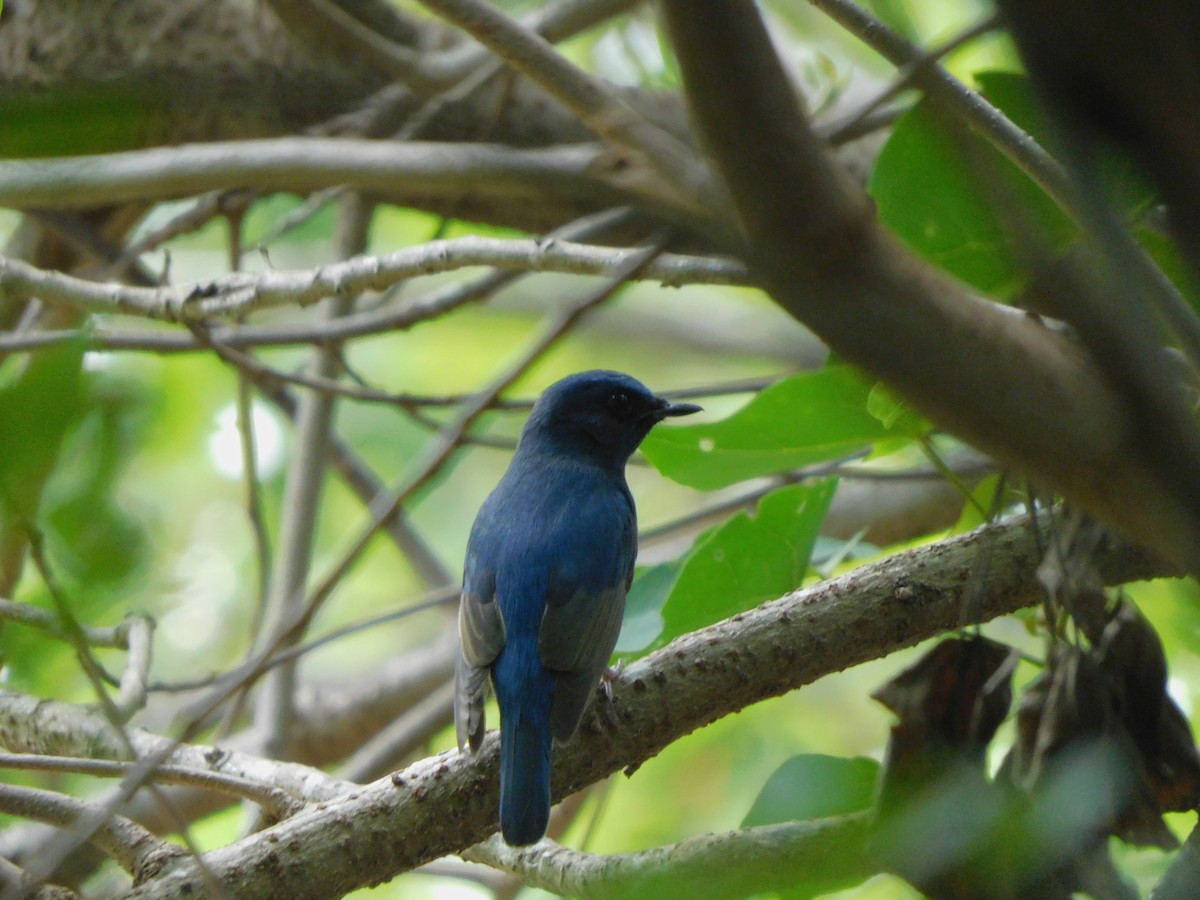 Blue-throated Flycatcher - ML630616541