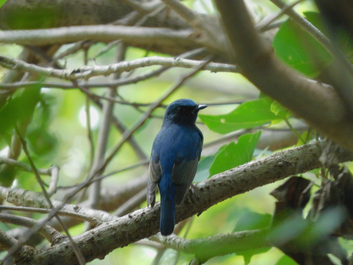 Blue-throated Flycatcher - ML630616542