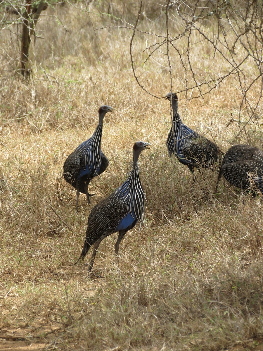 Vulturine Guineafowl - ML630616634