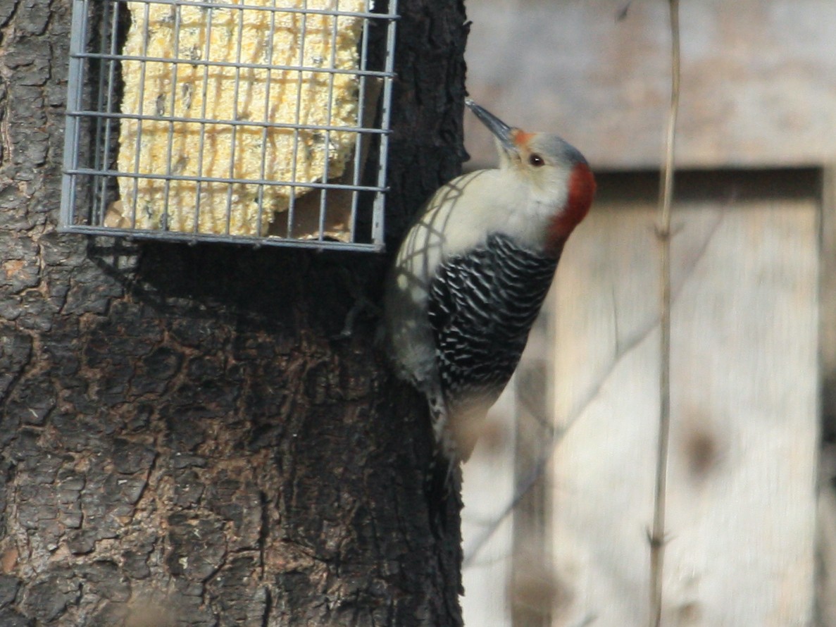 Red-bellied Woodpecker - ML630616636