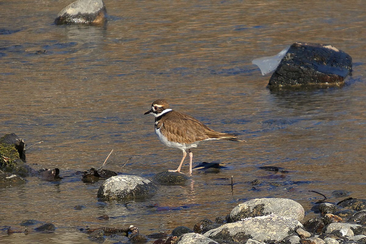 Killdeer - ML630616645