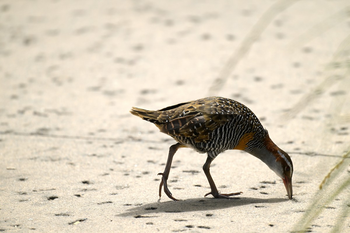 Buff-banded Rail - ML630616650