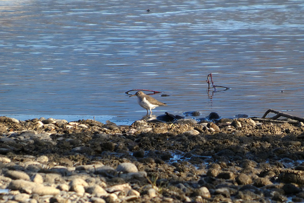 Spotted Sandpiper - ML630616655