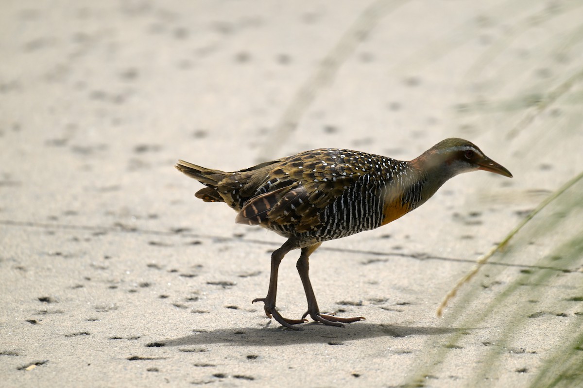 Buff-banded Rail - ML630616658