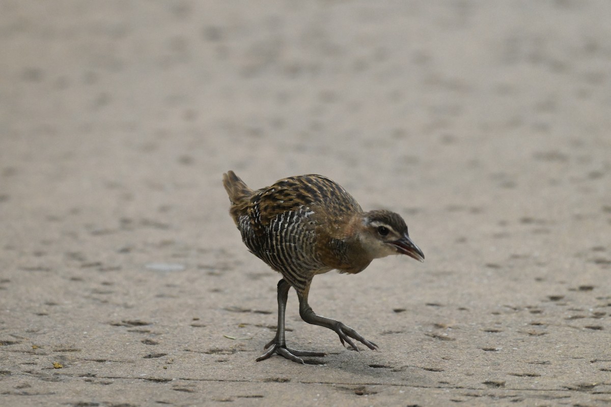 Buff-banded Rail - ML630616661