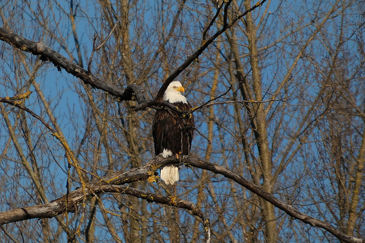 Bald Eagle - ML630616665