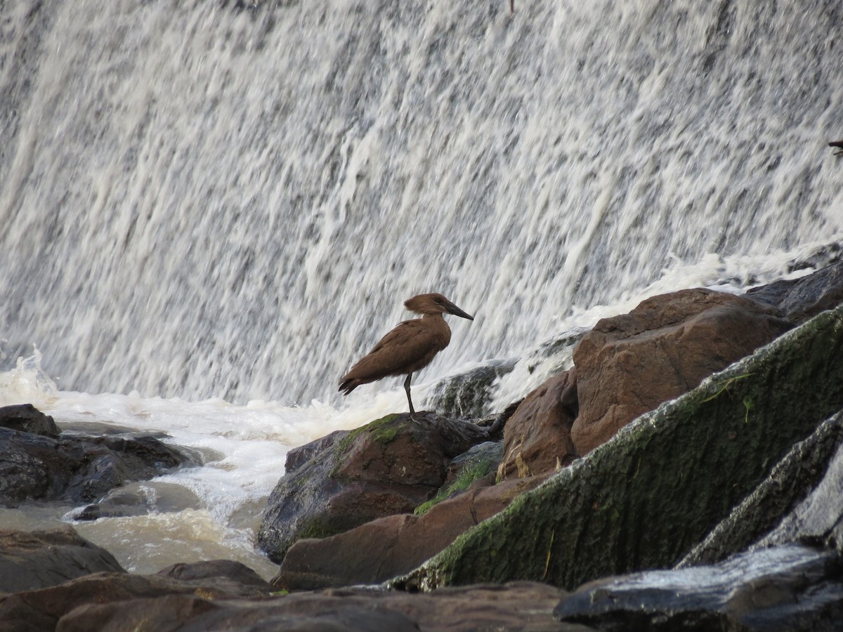 Hamerkop - ML630616669