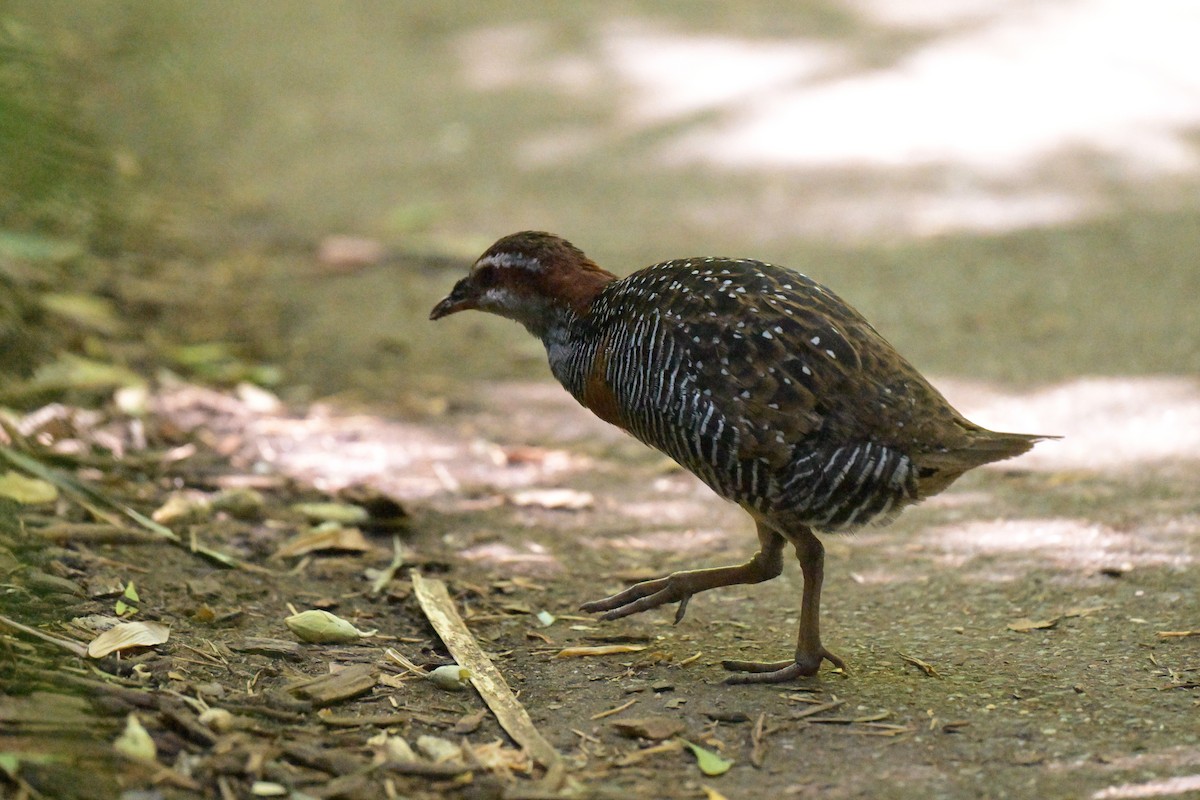 Buff-banded Rail - ML630616764
