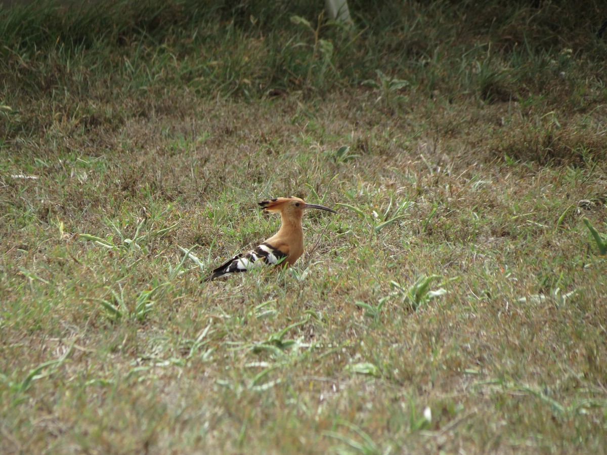 Common Hoopoe (African) - ML630616796