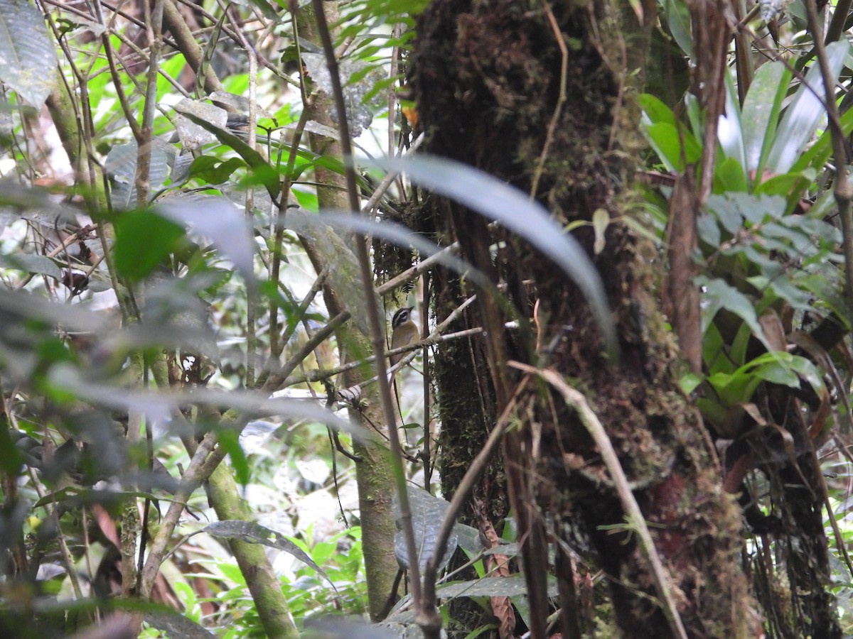 Three-striped Warbler (auricularis) - ML630616803