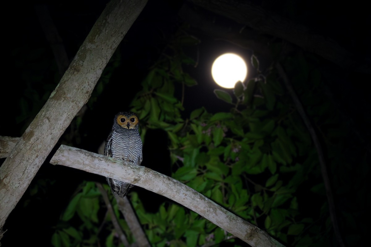 Spotted Wood-Owl - ML630616838