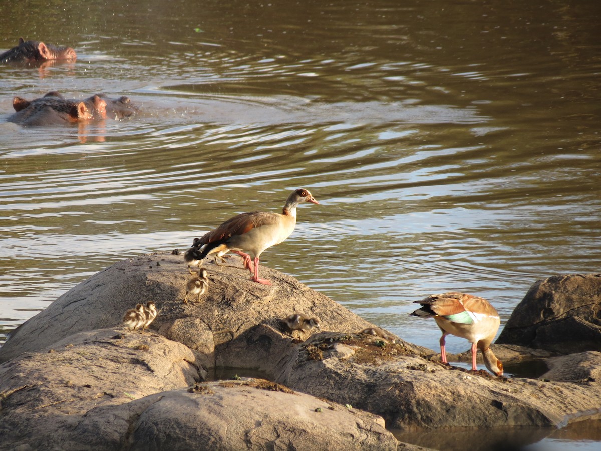 Egyptian Goose - ML630616896
