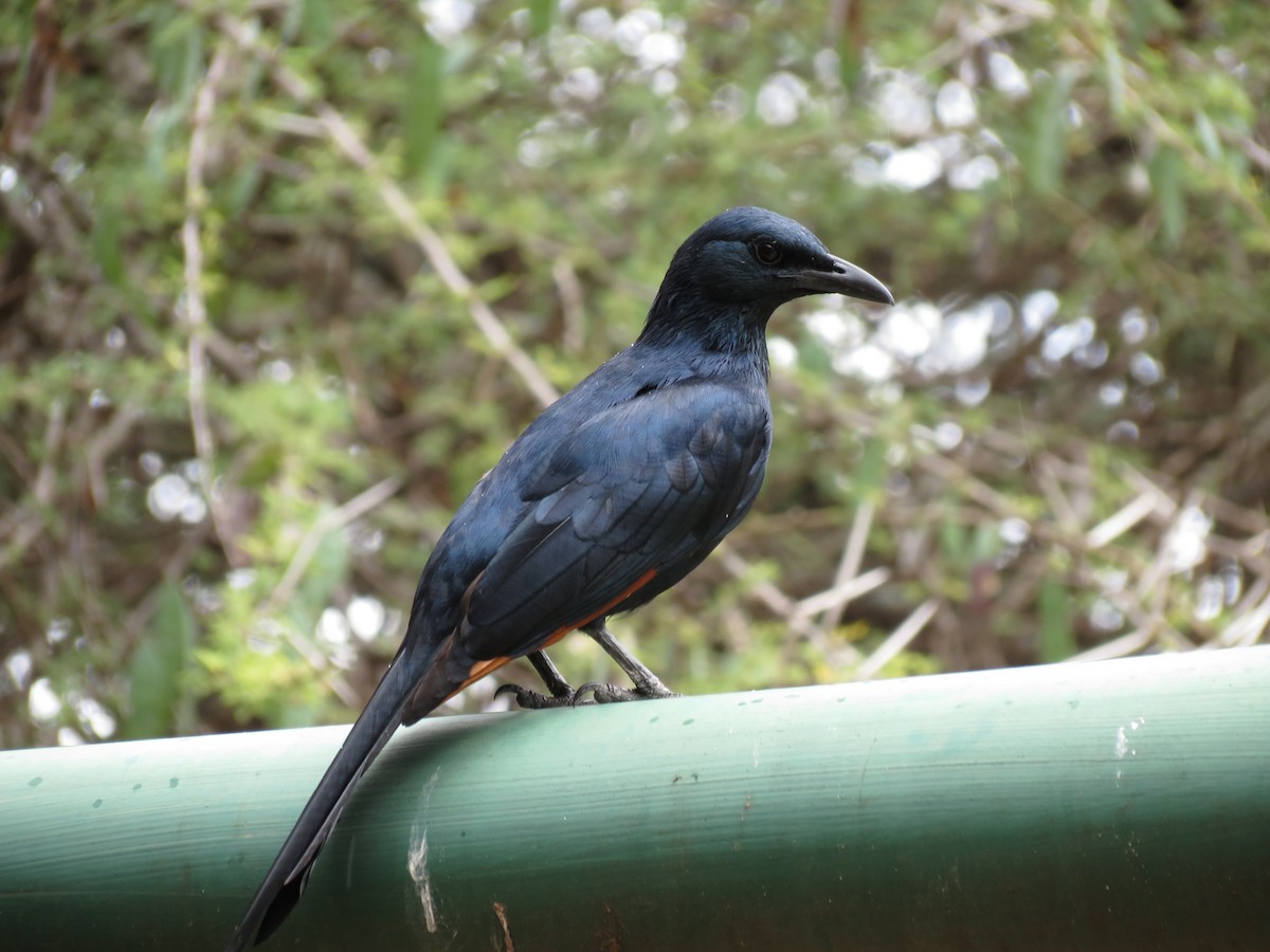 Red-winged Starling - ML630617048