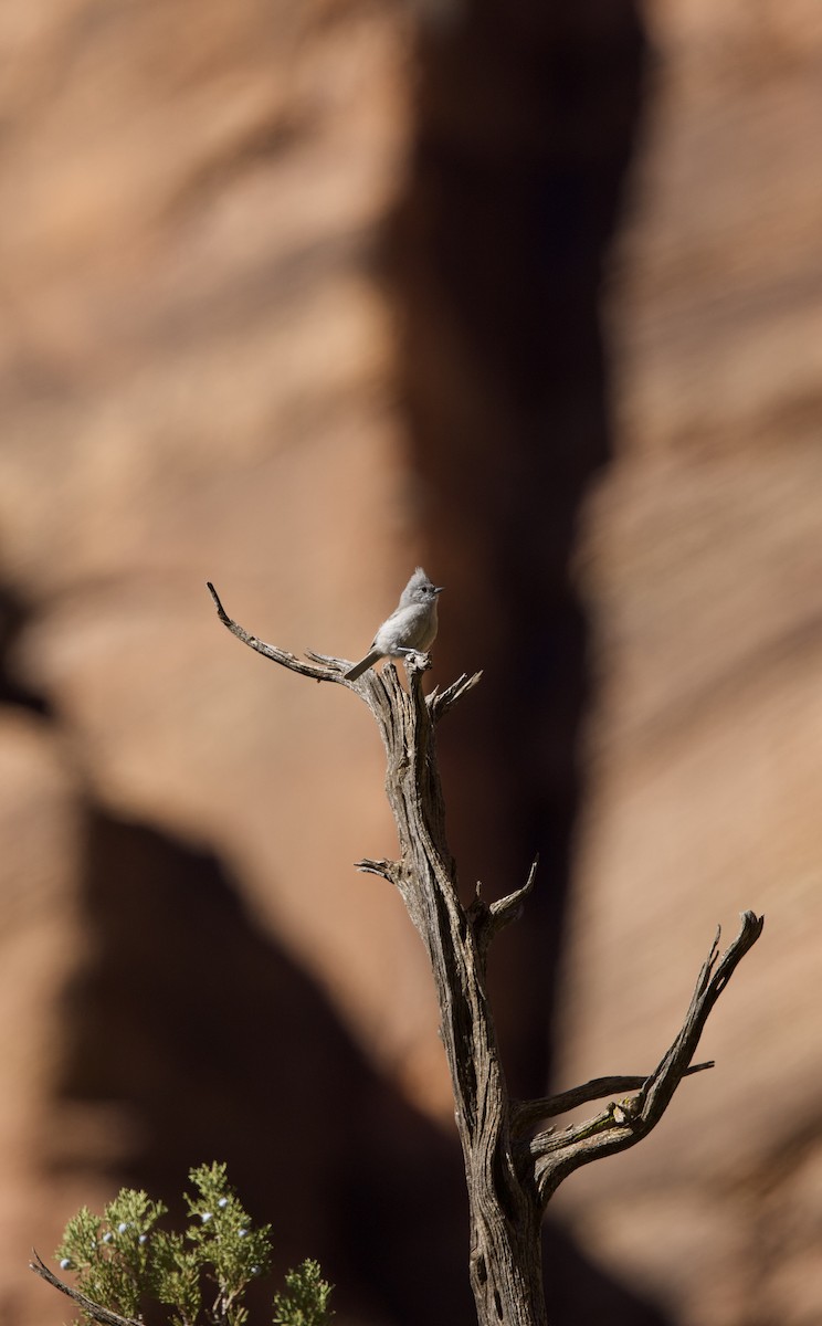 Juniper Titmouse - ML630617049