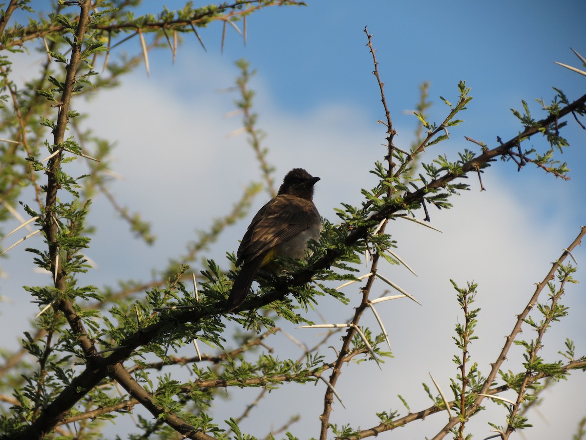 Common Bulbul - ML630617057