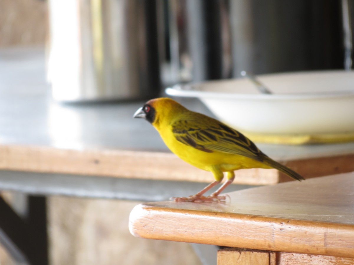 Vitelline Masked-Weaver - ML630617076
