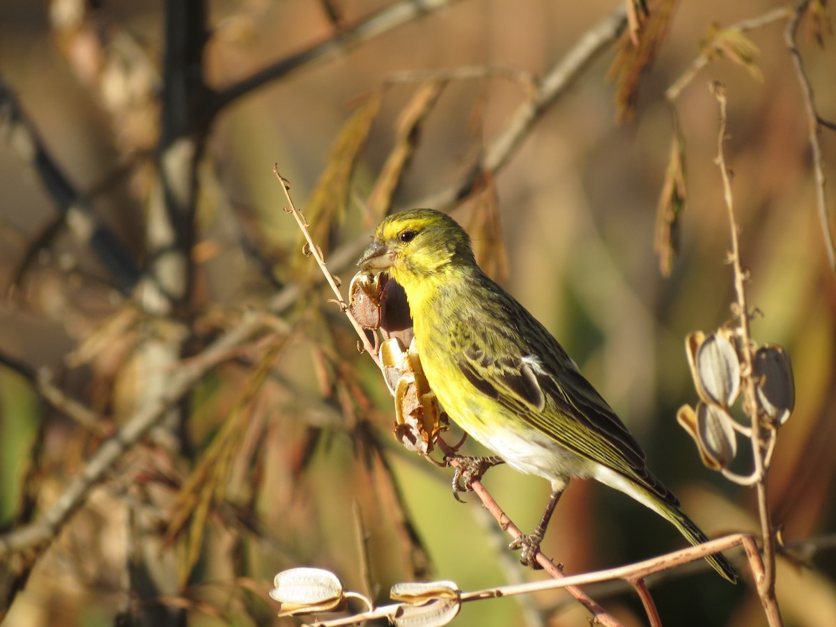 White-bellied Canary - ML630617092