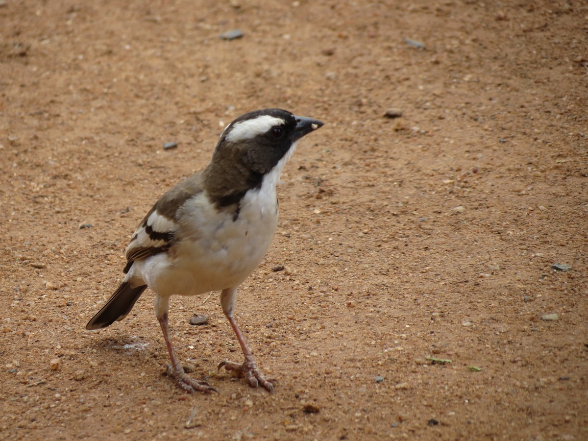 White-browed Sparrow-Weaver - ML630617096