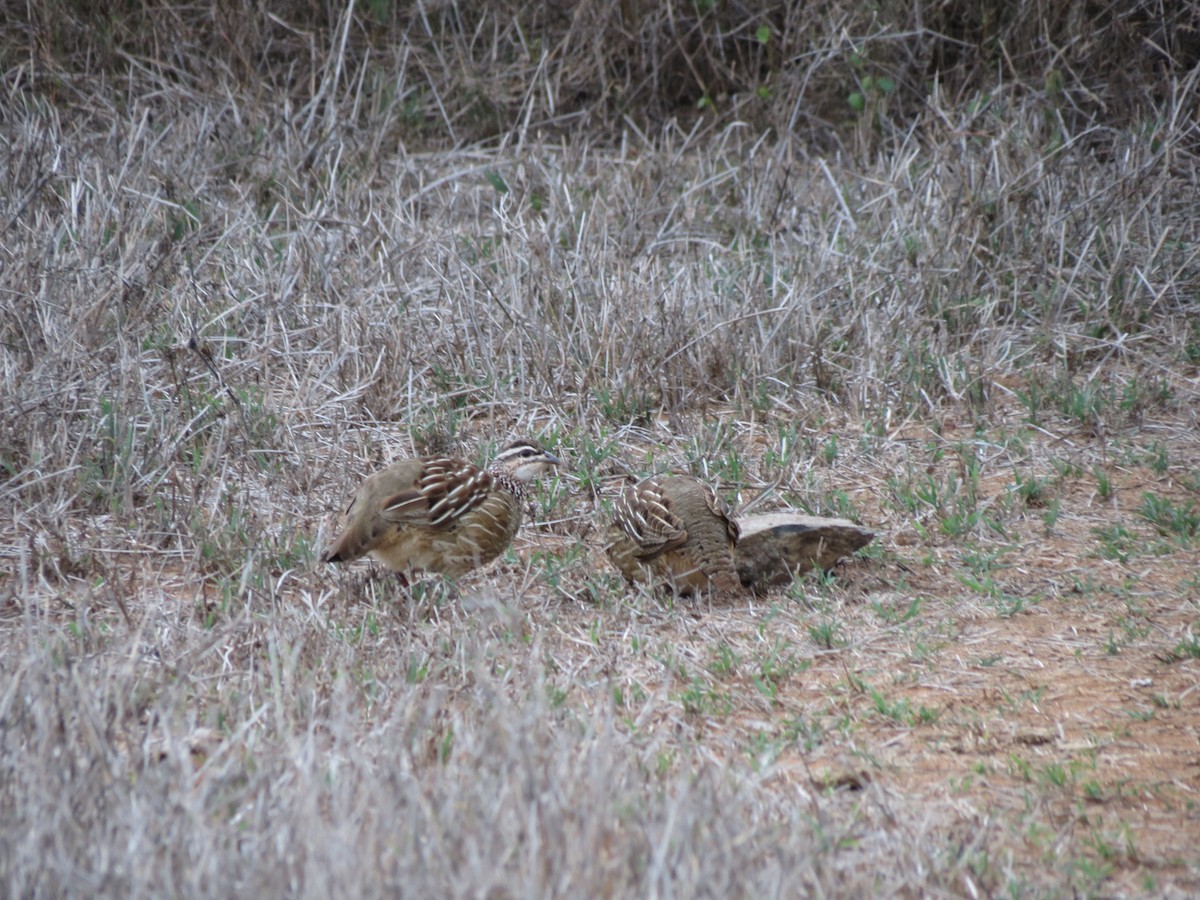 Crested Francolin - ML630617144