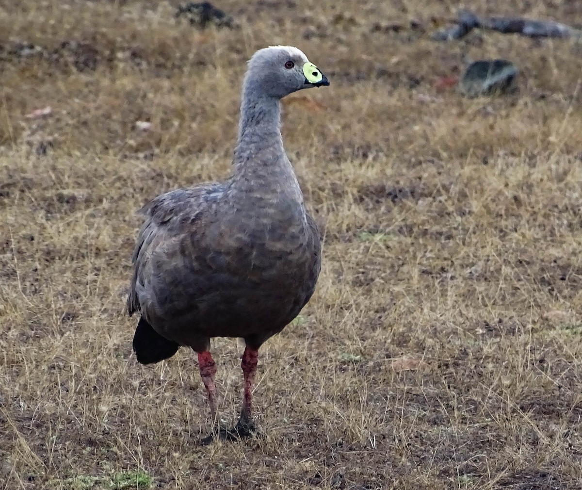 Cape Barren Goose - ML630617189