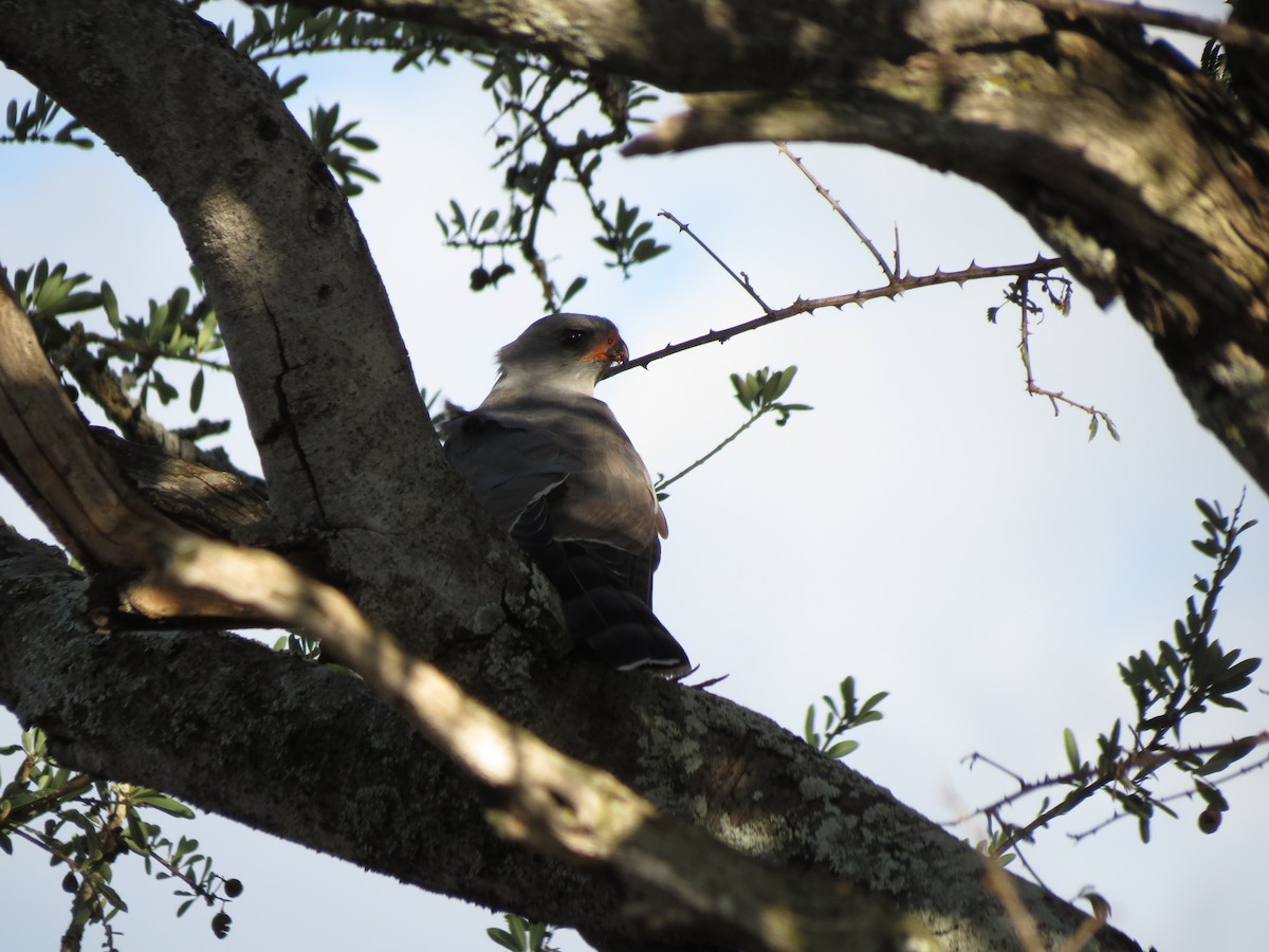 Gabar Goshawk - ML630617198