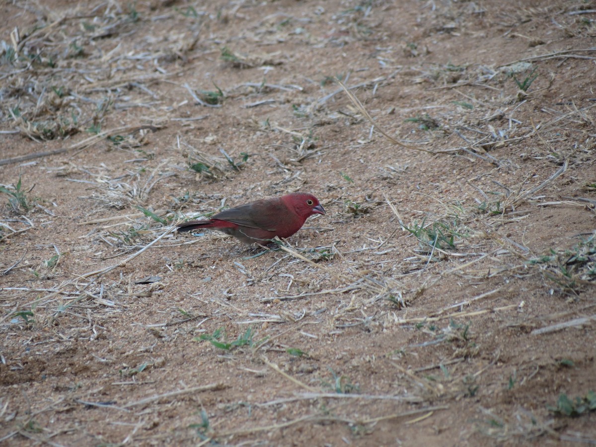 Red-billed Firefinch - ML630617209