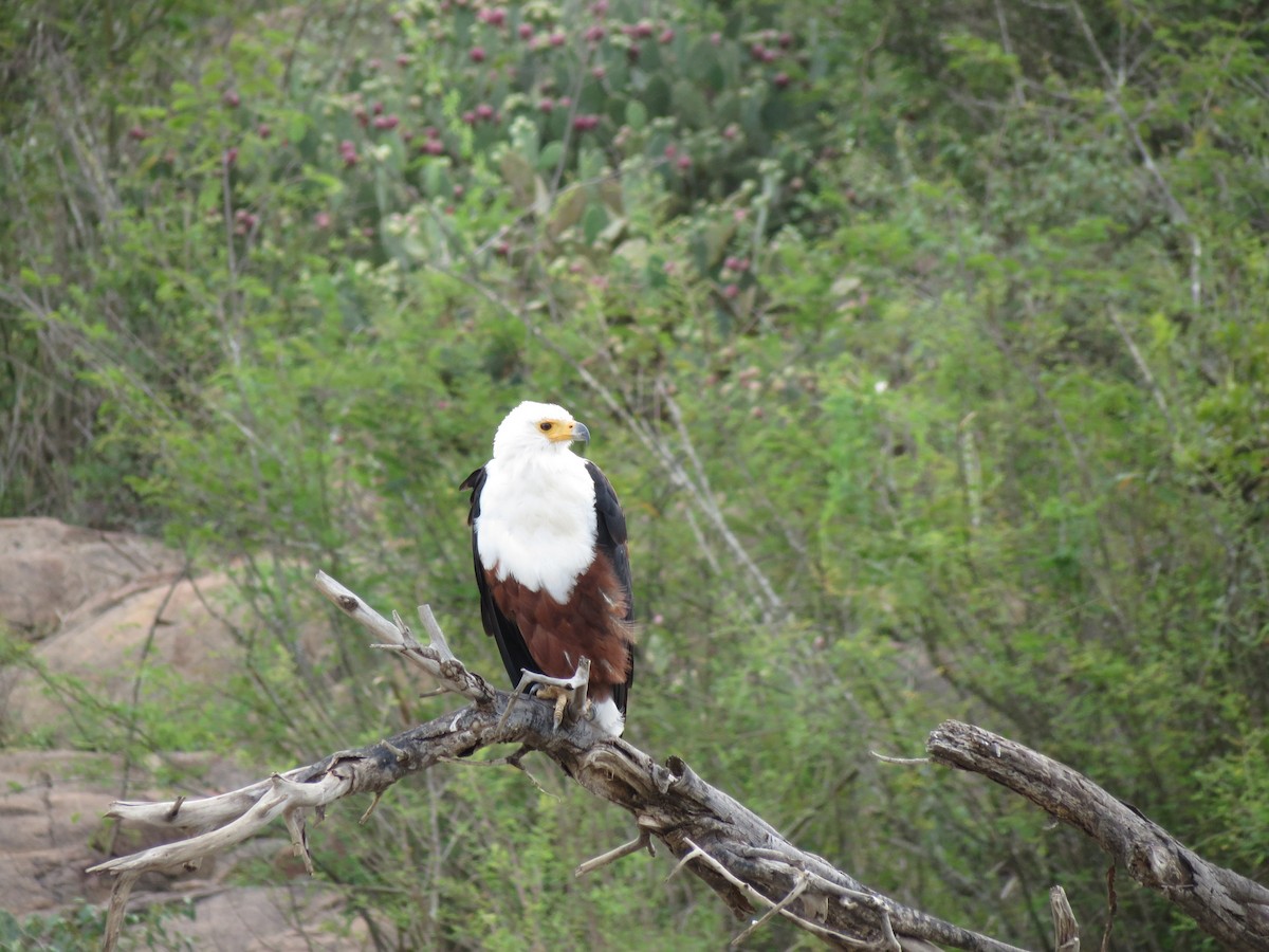 African Fish-Eagle - ML630617263