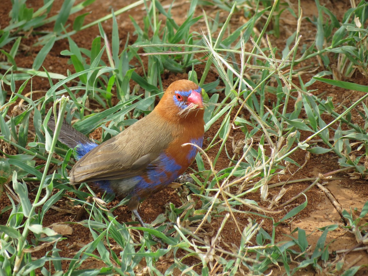 Purple Grenadier - ML630617271