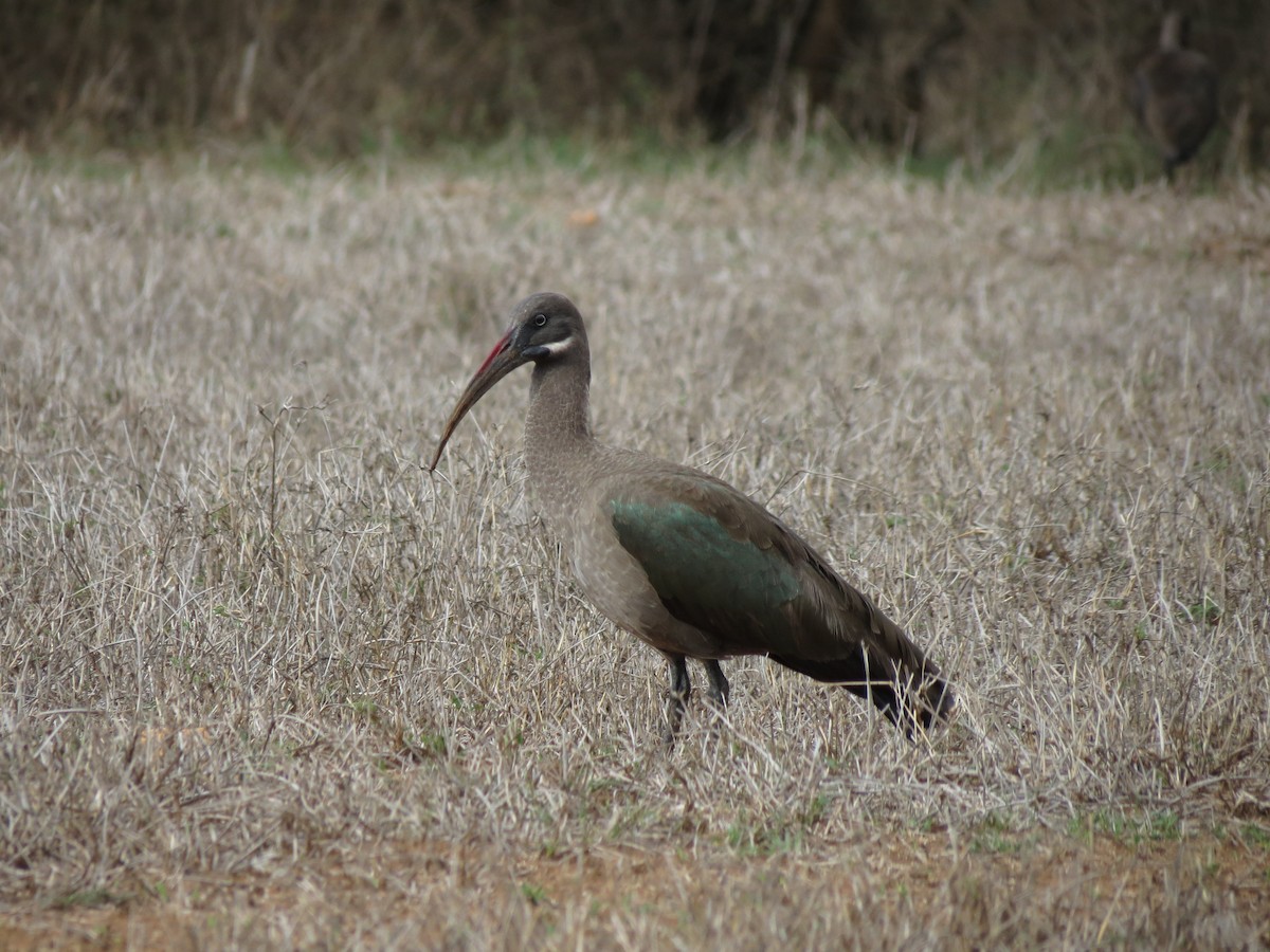Hadada Ibis - ML630617334