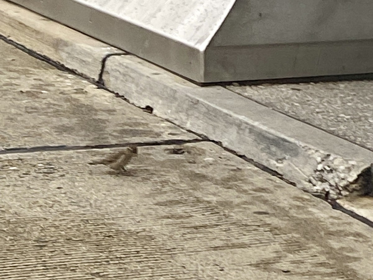 House Sparrow - ML630617412