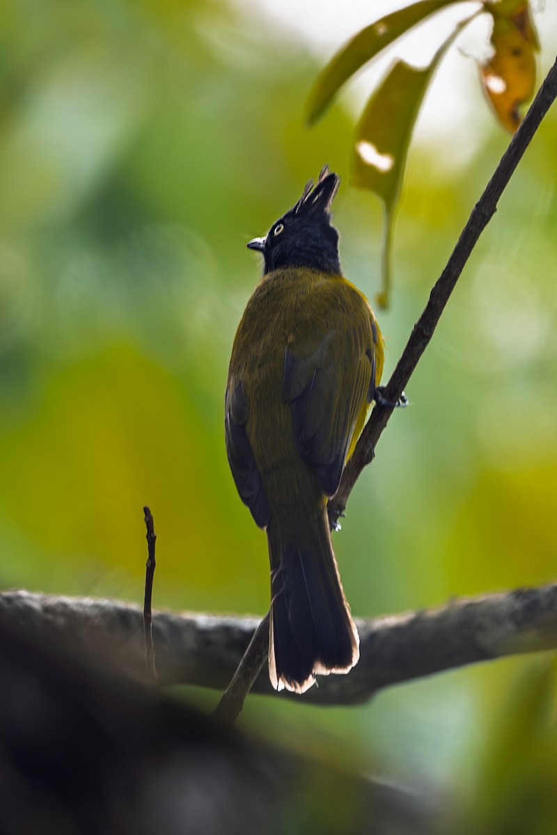Black-crested Bulbul - ML630617516