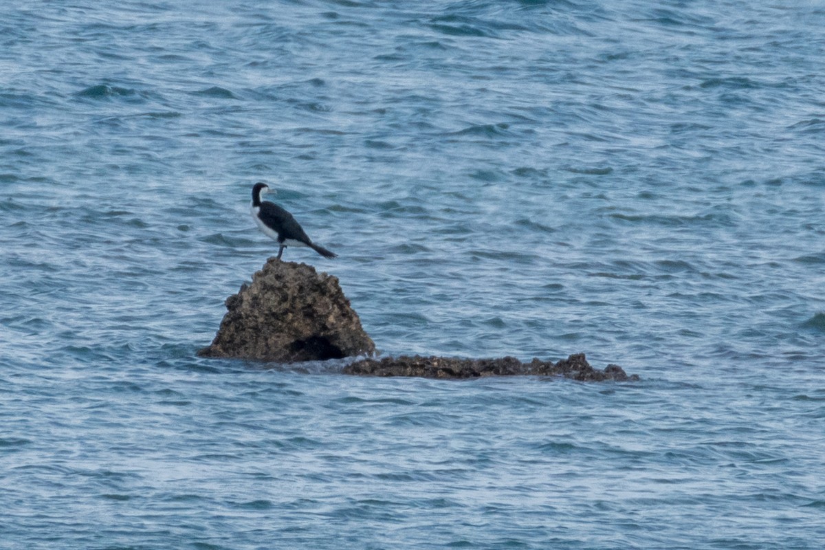 Pied Cormorant - ML63061771