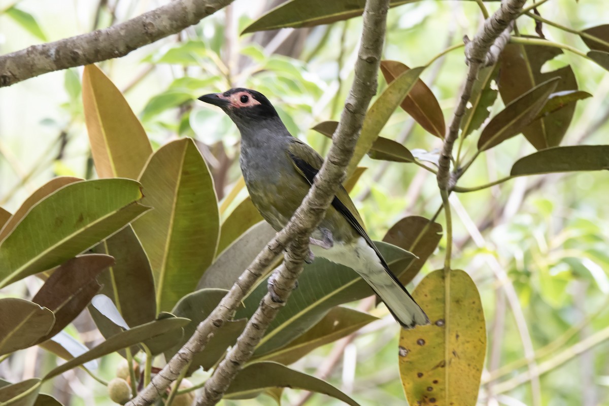 Australasian Figbird - ML630617936