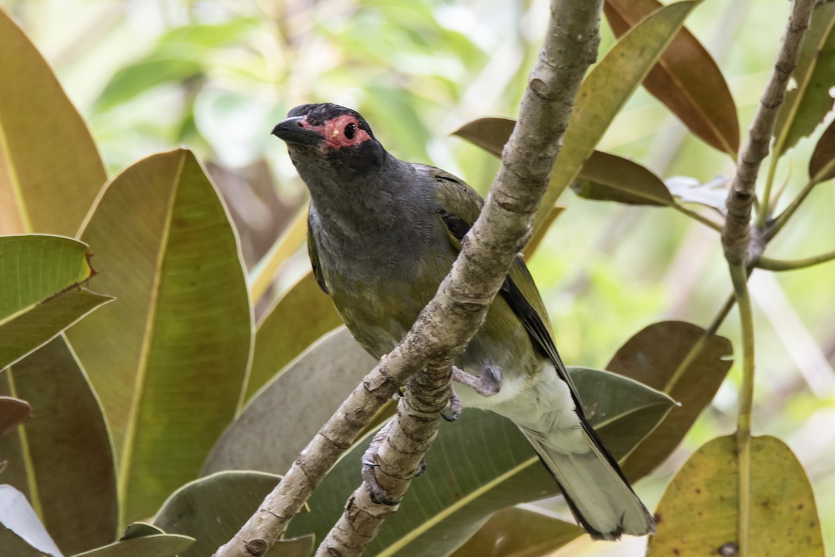 Australasian Figbird - ML630617942